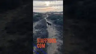 Staffy At The Beach