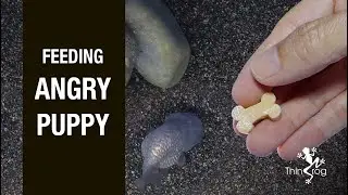Feeding angry PUPPY :)