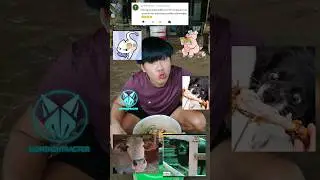 อาหาร 🤤 วัว 🐮 หมู 🐷 ควาย 🐃 หมา 🐶 แมว 😻#animalfood #동물성식품
