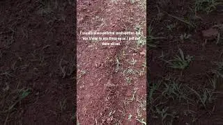 *Big garden tour* Part 1 of 3 