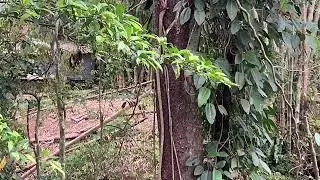  Vlog Kehidupan Monyet Liar di Tebing Ngarai Sianok