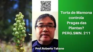 Torta de Mamona controla Pragas das Plantas? PERG.SMN. 211 #robertotakane #livrosubstratotecnico