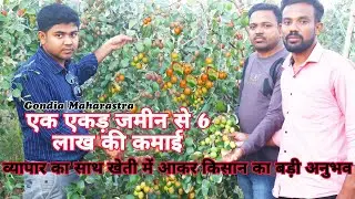 Earned Rs.6-Lakh from 1acer of Land || Big Success in Kashmiri Apple Ber Farming | 3Tips for Success