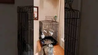 Чумной попугай Рикко ругается на кота! #shorts #попугай #животные #кот #parrot