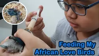 Hand Feeding My African Love Birds | Uno Dulay