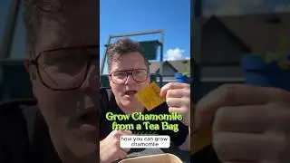 Growing chamomile from a tea bag?!      #garden #gardenhack #gardeningideas #gardeningwithkids