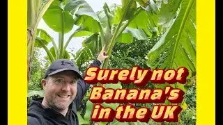Banana's, Figs and Tomatoes