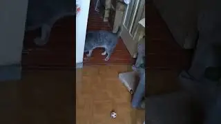 Утренний забег