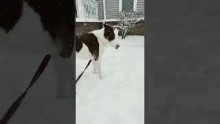 Snowing Again! #shorts #bordercollie #dogoftheday