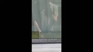 Kota dog window surprise