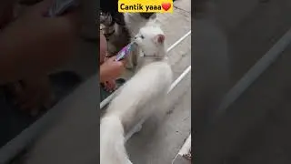 cantik ga yaa?⁉️ #shorts #short #shortvideo #viral