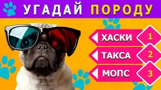 Угадай ПОРОДУ собаки 🐶🐾🐕 / Как хорошо ты знаешь собак / Викторина🤔