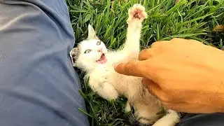 this cute Kitten Asking me for Outdoor Fun and Petting – So Adorable! 🐾🌿
