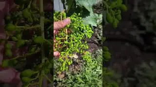 Самая главная обработка от болезней на винограде. #винограддонецка #виноград #обработкаотболезней