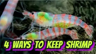 4 Easy Shrimp Set Ups. How to Set up Aquariums for Breeding Cherry, Neocaridina & Caridina Shrimp