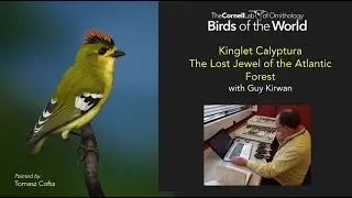 Kinglet Calyptura   Lost Jewel of the Atlantic Forest by Guy Kirwan