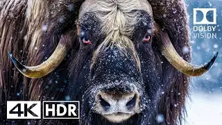 World of Amazement 4K HDR Dolby Vision - (4K Video) ULTRA HD