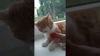 Кот ест клубнику