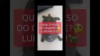 QUAL O PESO DO GIGANTE?🤔 LUDOVICO!🐢 #tartaruga #pets #animaisincriveis