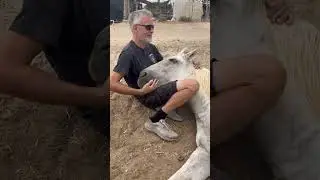 Woody the horse gets a cuddle