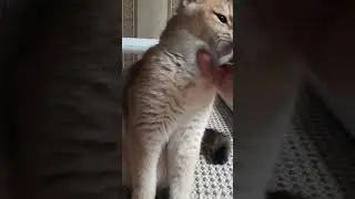 Золотые шиншилы!!!