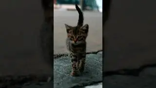 Little Kitten | Cute Cat
