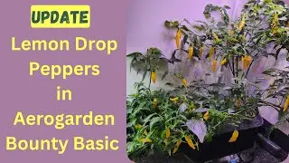 [Update] Grow Lemon Drop Peppers in Aerogarden Bounty Basic Hydroponics System, Day 273