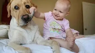 Köpeklerin Yanında Bebeklere Dokunulmaz! Neden Mi? İzleyelim :)