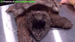 7 Largest Reptiles in the world