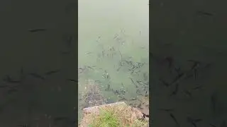 Stocking of Murrel Fish into the pond|Murrel Culture|Fish Farming.