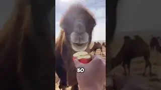 Why are camels so vengeful?