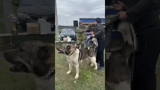 Малыш Monster/ #волкодав/ Элита /Чемпион!