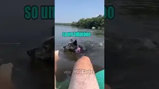 Bichinhos que nos entendem -cães do caos