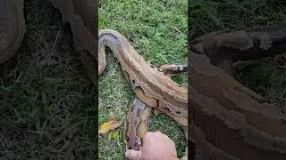 Short-tailed Python syndrome