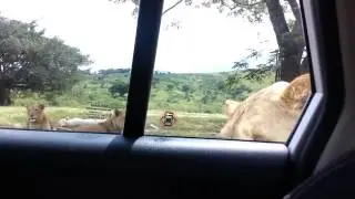 Lion OPENS CAR DOOR During Safari, Everyone Freaks Out!!