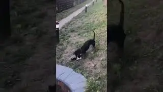 Тиша VS колонкамэн титан #собака #топ #такса#puppy #funny #собаки#animals #животное#Taksa_Tisha#Тиша
