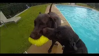 Cool Dogs in Cool Pools! - GoPro HERO3+