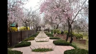 Badamwaris opening 2021 | Covid free Place in Asia | Best place in jammu and Kashmir