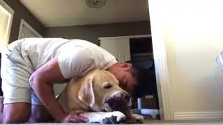 chewing on Labrador chewing on owl