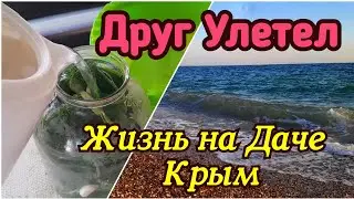 🔴Жизнь на Даче в Крыму. Солим Огурцы. Овощи Дешевеют.Новый Секатор. Жорик. Луганск Евпатория Саки.