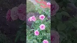 9 июля 2024 г.