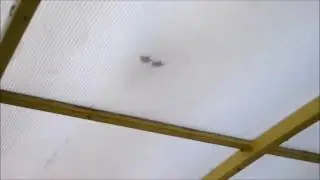 Загадочное видео)))птица ходит по крыше