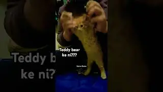 ANAK KUCING DIPAKSA MENARI