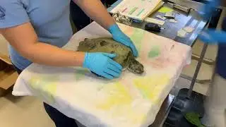 Marine Science Center's First Sea Turtle Patient of 2021