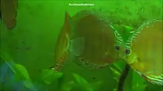 Blauer Diskus (Symphysodon aerquifasciatus "haraldi")