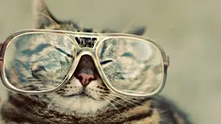 These animals are so funny ! 😅 😂 2