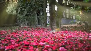 Serenade  (Schubert)   -  Hauser