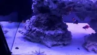 Starfish Yoga