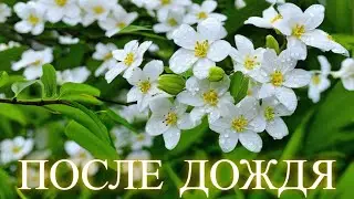 После дождя (Авторская песня)