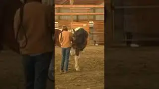Pushy Horse Becomes Respectful With Holistic Methods